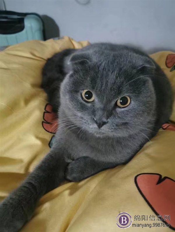 折耳猫猫